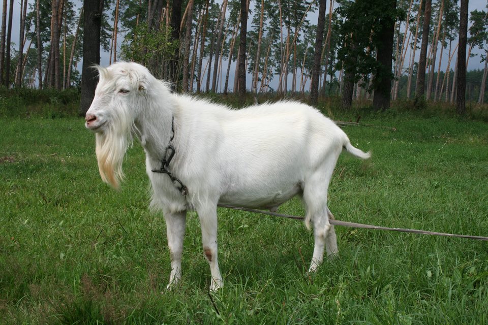 Чим відрізняються цап і козел: різниця між цими тваринами? Чим відрізняються цап і козел: різниця між цими тваринами?