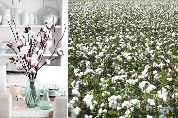 Бавовна і хлопок: у чому полягає різниця між цими матеріалами?