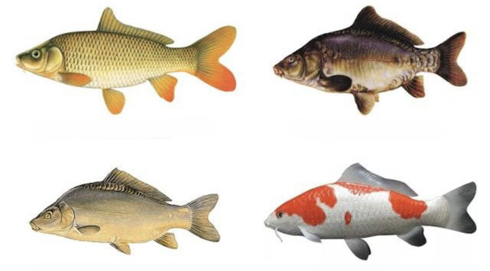 Карп і Короп: В Чому Різниця Між Цими Двома Поширеними Рибами? Карп і Короп: В Чому Різниця Між Цими Двома Поширеними Рибами?