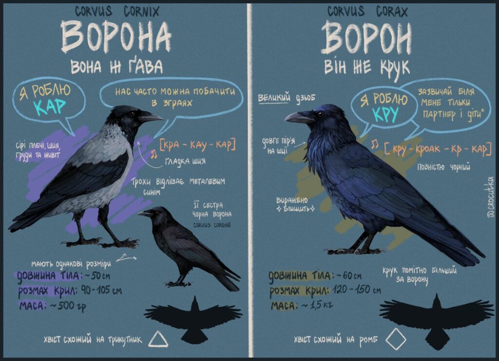 Чим відрізняються птахи: крук і ворона? Головні відмінності
