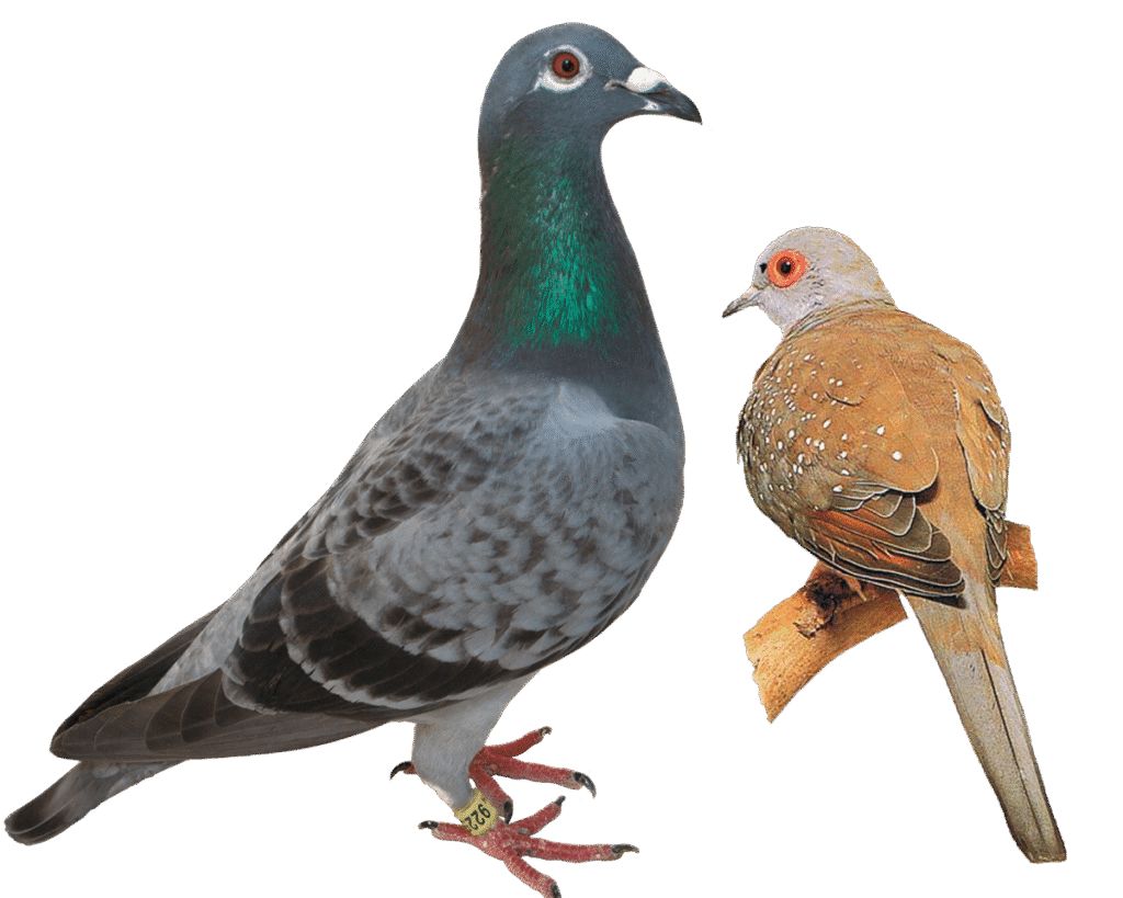 Горлиця і голуб: в чому різниця між цими птахами?