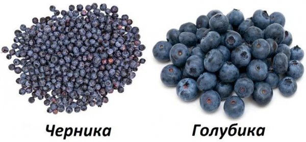 Різниця між лохиною та голубікою: ключові відмінності ягід