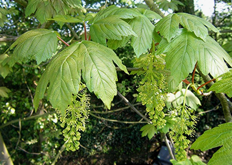 Явір і Клен: Визначте Різницю між Цими Двома Деревами