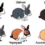 Як обрати найкращі імена для кроликів: поради та рекомендації