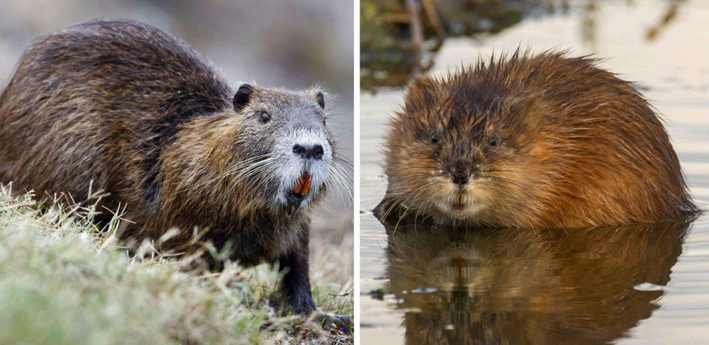 Різниця між нутрією та ондатрою: порівняння та відмінності