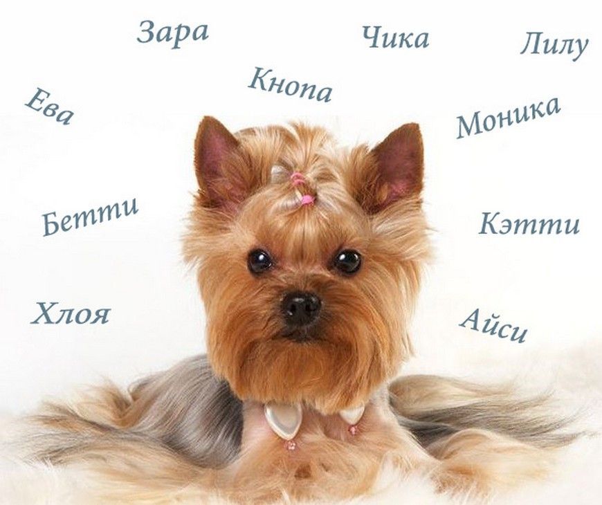 Як вибрати імена собак дівчаток: топ ідей та поради власникам