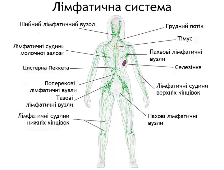 Як перевірити лімфатичну систему: корисні поради та рекомендації
