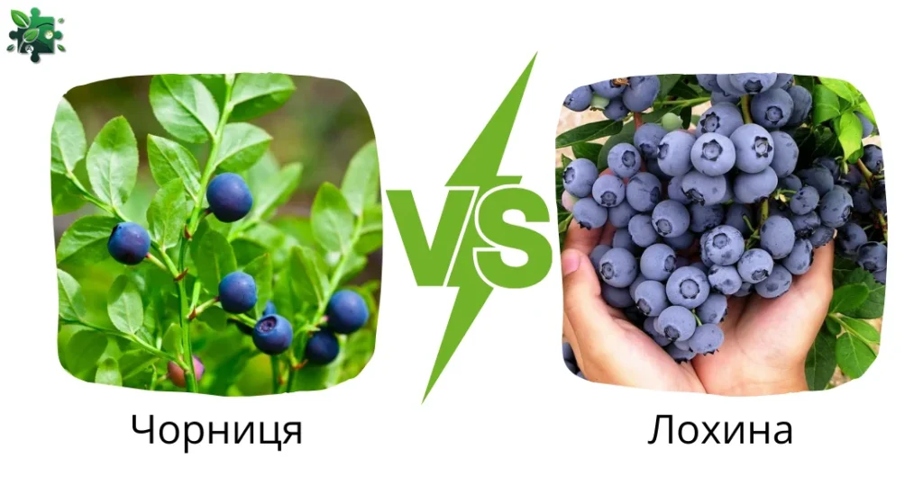 Чорниця і лохина: в чому різниця між цими лісовими ягодами?