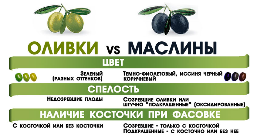 Чим відрізняються маслини від оливок: основні відмінності і нюанси Чим відрізняються маслини від оливок: основні відмінності і нюанси