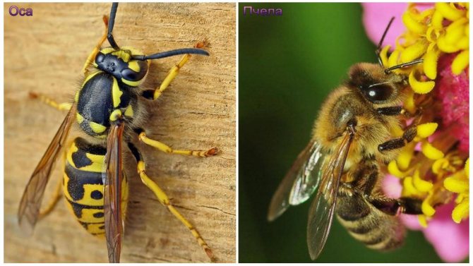 Різниця між осою та бджолою: основні характеристики та відмінності