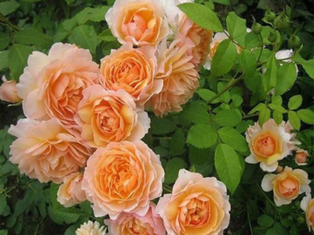 Чи є різниця між розою і трояндою? Пояснення та відмінності